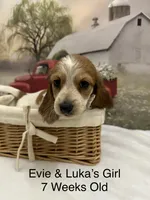 Girl 1, a female Miniature Dachshund for sale in Dinwiddie, VA – 8 of 10
