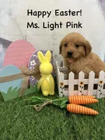 Ms. Light Pink, a female Golden Retriever for sale in Dinwiddie, VA – Photo 1 of 7