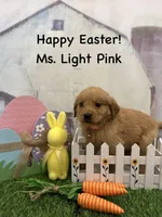 Ms. Light Pink, a female Golden Retriever for sale in Dinwiddie, VA – Photo 4 of 7