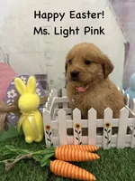 Ms. Light Pink, a female Golden Retriever for sale in Dinwiddie, VA – Photo 3 of 7