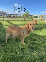 Ms. Light Pink, a female Golden Retriever for sale in Dinwiddie, VA – Photo 7 of 7