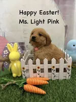Ms. Light Pink, a female Golden Retriever for sale in Dinwiddie, VA – Photo 2 of 7