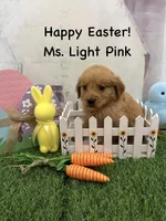 Ms. Light Pink, a female Golden Retriever for sale in Dinwiddie, VA – Photo 5 of 7