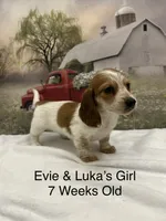Girl 1, a female Miniature Dachshund for sale in Dinwiddie, VA – 1 of 10