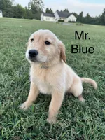 Mr. Blue Collar, a male Golden Retriever for sale in Dinwiddie, VA – 3 of 10