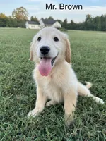 Mr. Brown Collar, a male Golden Retriever for sale in Dinwiddie, VA – 8 of 8