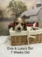 Girl 1, a female Miniature Dachshund for sale in Dinwiddie, VA – 5 of 10