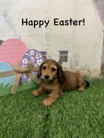 Girl 1, a female Miniature Dachshund for sale in Dinwiddie, VA – Photo 5 of 7