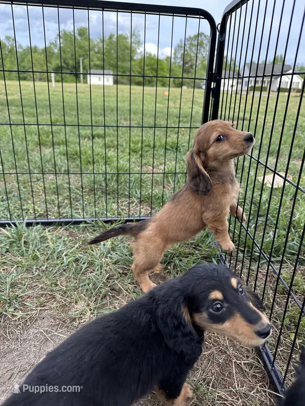 Girl 1 – Miniature Dachshund puppy for sale in Dinwiddie, VA