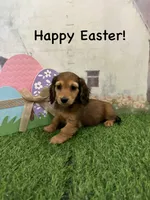 Girl 1, a female Miniature Dachshund for sale in Dinwiddie, VA – Photo 2 of 7