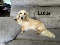 Girl 1, a female Miniature Dachshund for sale in Dinwiddie, VA – Photo 6 of 7