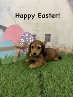 Girl 1, a female Miniature Dachshund for sale in Dinwiddie, VA – Photo 3 of 7