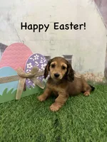 Girl 1, a female Miniature Dachshund for sale in Dinwiddie, VA – Photo 4 of 7