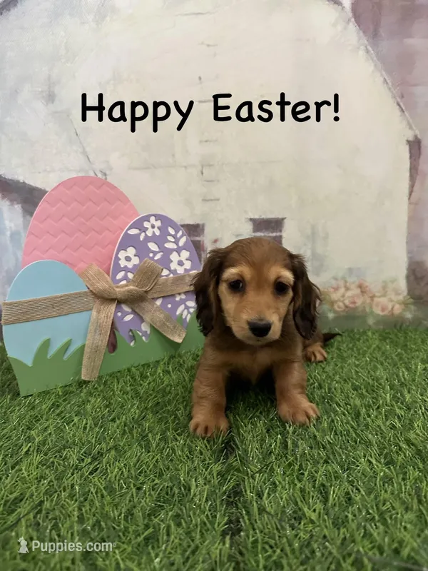 Girl 1 – Miniature Dachshund puppy for sale in Dinwiddie, VA