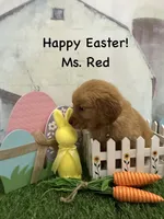 Ms. Red, a female Golden Retriever for sale in Dinwiddie, VA – Photo 3 of 7