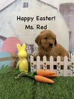 Ms. Red, a female Golden Retriever for sale in Dinwiddie, VA – Photo 5 of 7