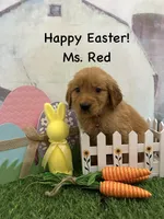 Ms. Red, a female Golden Retriever for sale in Dinwiddie, VA – Photo 4 of 7