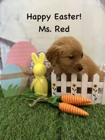 Ms. Red, a female Golden Retriever for sale in Dinwiddie, VA – Photo 2 of 7