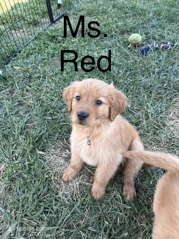 Ms. Red – Golden Retriever puppy for sale in Dinwiddie, VA