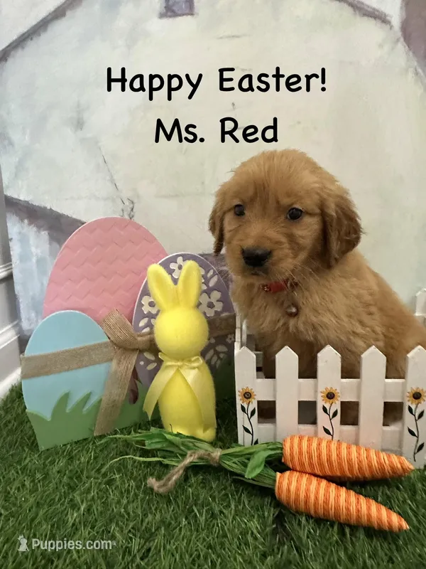 Ms. Red – Golden Retriever puppy for sale in Dinwiddie, VA