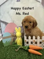 Ms. Red, a female Golden Retriever for sale in Dinwiddie, VA – Photo 1 of 7