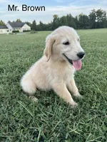 Mr. Brown Collar, a male Golden Retriever for sale in Dinwiddie, VA – 7 of 8