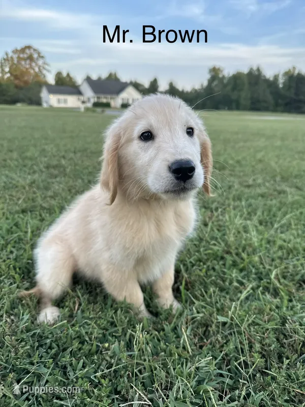 Mr. Brown Collar – Golden Retriever puppy for sale in Dinwiddie, VA