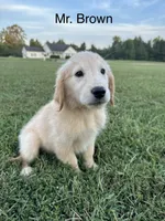 Mr. Brown Collar, a male Golden Retriever for sale in Dinwiddie, VA – 1 of 8