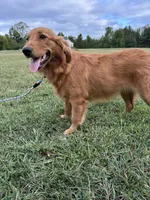 Mindy, a female Golden Retriever for sale in Dinwiddie, VA – 5 of 10