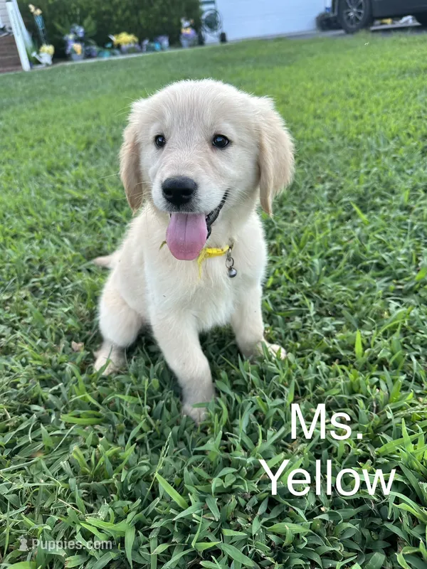 Yellow Collar Girl – Golden Retriever puppy for sale in Dinwiddie, VA