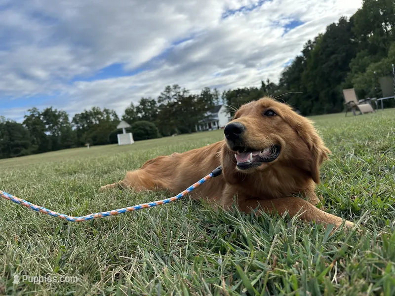 Mindy – Golden Retriever puppy for sale in Dinwiddie, VA