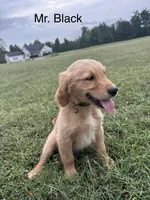 Mr. Black , a male Golden Retriever for sale in Dinwiddie, VA – 4 of 9