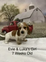 Girl 1, a female Miniature Dachshund for sale in Dinwiddie, VA – 9 of 10