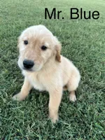 Mr. Blue Collar, a male Golden Retriever for sale in Dinwiddie, VA – 4 of 10
