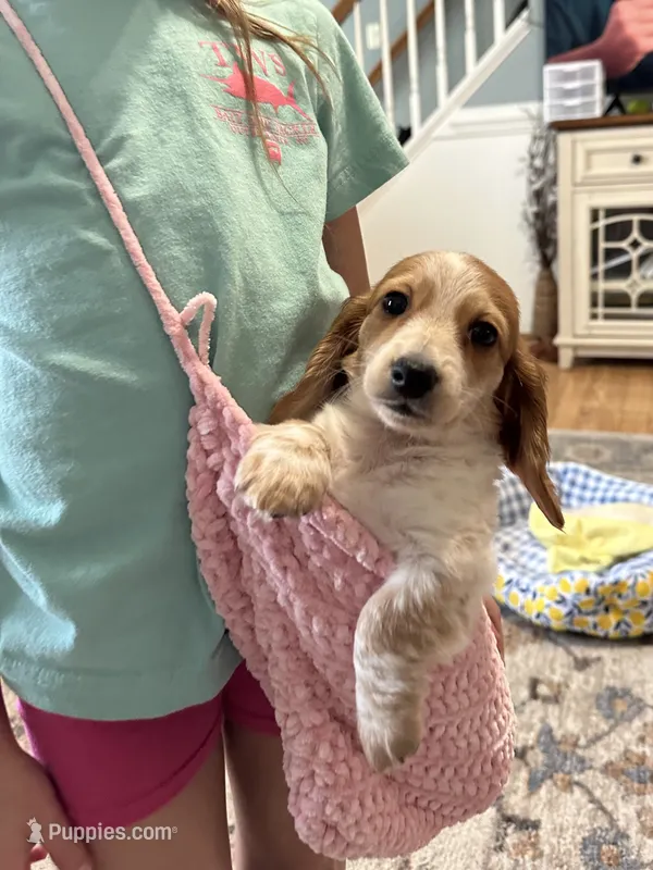Girl 1 – Miniature Dachshund puppy for sale in Dinwiddie, VA