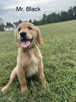 Mr. Black , a male Golden Retriever for sale in Dinwiddie, VA – 6 of 9