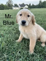 Mr. Blue Collar, a male Golden Retriever for sale in Dinwiddie, VA – 6 of 10