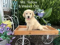 Yellow Collar Girl, a female Golden Retriever for sale in Dinwiddie, VA – 6 of 10