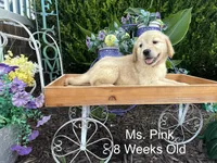 Pink Collar Girl, a female Golden Retriever for sale in Dinwiddie, VA – 7 of 9