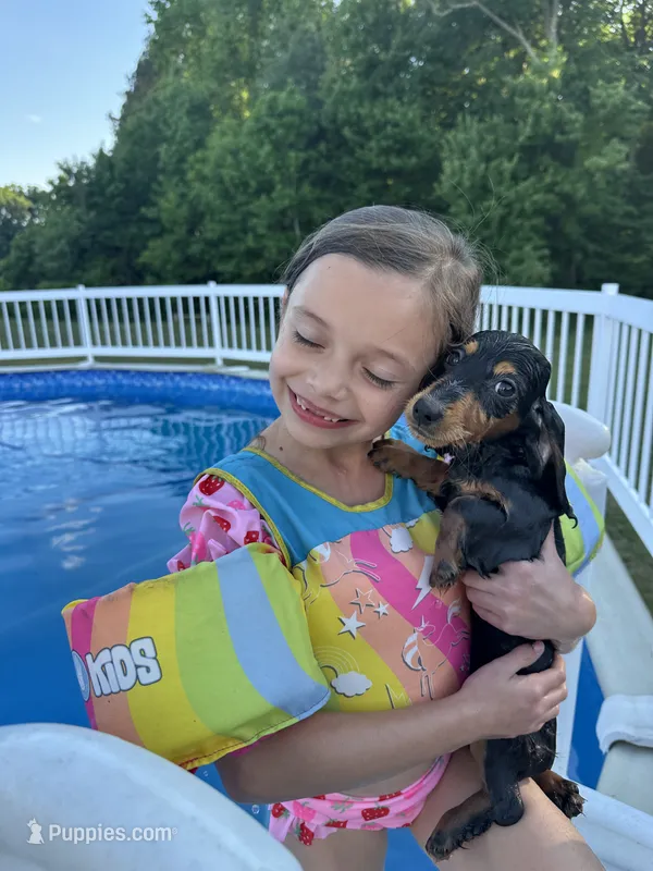 Black and Tan Longhair Boy – Miniature Dachshund puppy for sale in Dinwiddie, VA