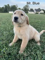 Mr. Blue Collar, a male Golden Retriever for sale in Dinwiddie, VA – 5 of 10