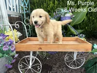 Purple Collar Girl, a female Golden Retriever for sale in Dinwiddie, VA – 8 of 10