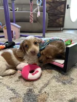 Male 1, a male Miniature Dachshund for sale in Dinwiddie, VA – 3 of 10