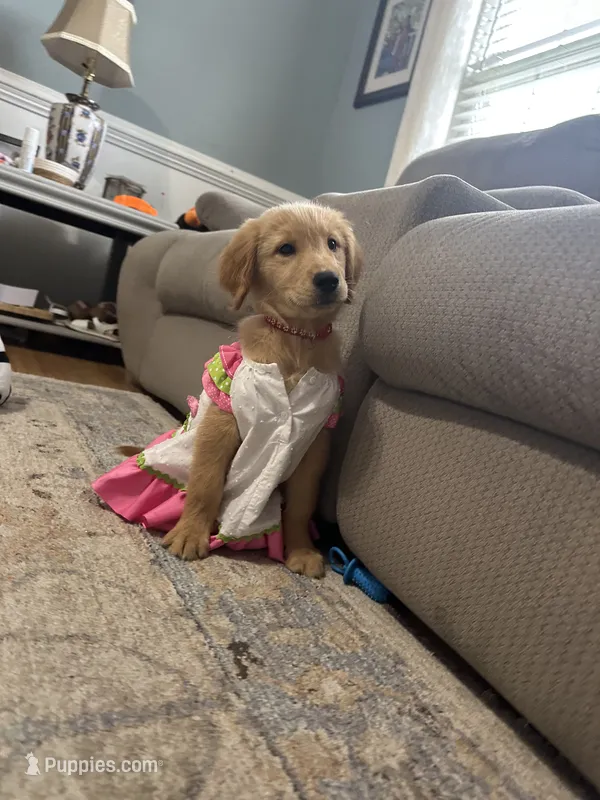 Ms. Red Collar – Golden Retriever puppy for sale in Dinwiddie, VA