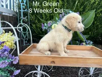 Green Collar Boy, a male Golden Retriever for sale in Dinwiddie, VA – 2 of 10