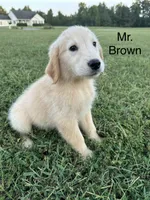 Mr. Brown Collar, a male Golden Retriever for sale in Dinwiddie, VA – 3 of 8