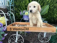 Green Collar Boy, a male Golden Retriever for sale in Dinwiddie, VA – 5 of 10
