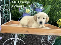 Orange Collar Boy, a male Golden Retriever for sale in Dinwiddie, VA – 2 of 10