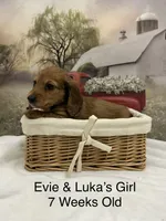 Girl 3, a female Miniature Dachshund for sale in Dinwiddie, VA – 10 of 10