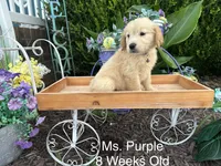 Purple Collar Girl, a female Golden Retriever for sale in Dinwiddie, VA – 9 of 10